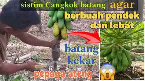 Cara Pepaya Pendek Berbuah Lebat 💥 Dengan Cangkok Batang Youtube