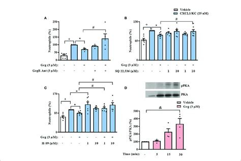 The Inhibition Of Neutrophil Chemotaxis By Glucagon In Vitro Depends Download Scientific