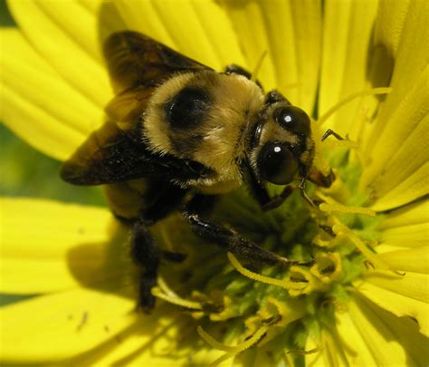 Bombus auricomus spotted on 8/14/2011, BeeSpotter, University of Illinois