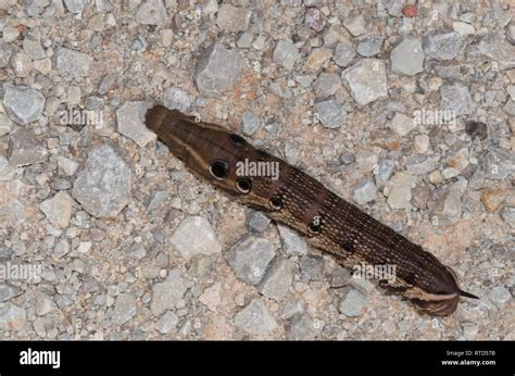 Tersa Sphinx Xylophanes Tersa Larva Stock Photo Alamy