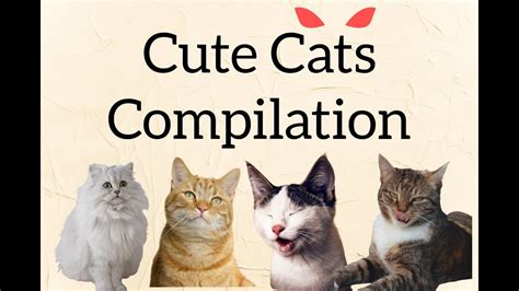 Cute Cat Video Compilation 2021 Youtube