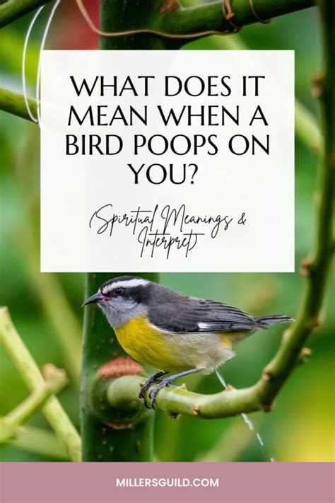 What Does It Mean When a Bird Poops on You? (Spiritual Meanings ...