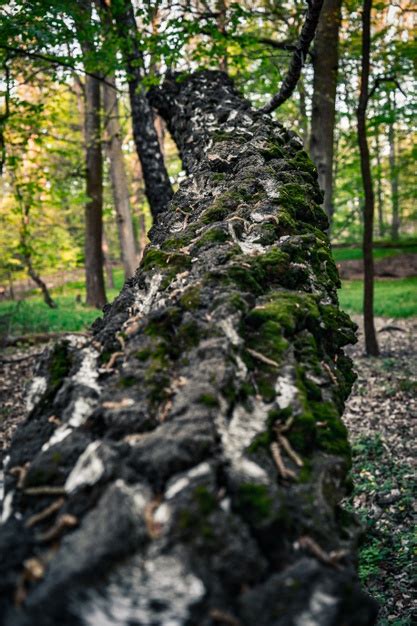 Gros Plan Vertical Sur Le Tronc Moussu D un Arbre Tombé Photo Gratuite