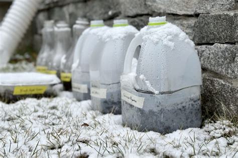 Winter Seed Sowing In Milk Jugs The Easiest Way To Plant