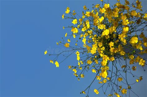 Yellow Flowers on a Blue Background Stock Photo - Image of beauty ...