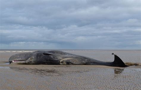 Seine Maritime Une baleine retrouvée morte échouée sur une plage