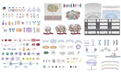 How to Draw Biological Diagrams in Illustrator and PowerPoint ...