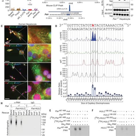 Pair And Hulc Associate With Pah A Protein Candidates Interacting