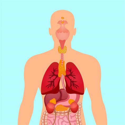 Science Chapter Respiration In Organisms Part