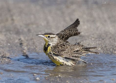 Splashing Water And Meadowlark Mia Mcphersons On The Wing Photography