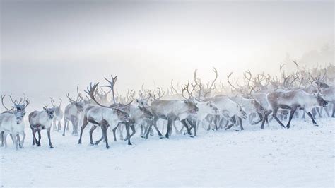 Arctic Reindeer Wallpapers Top Free Arctic Reindeer Backgrounds