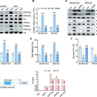 Hbo Acetyltransferase Activity Is Required For Activating