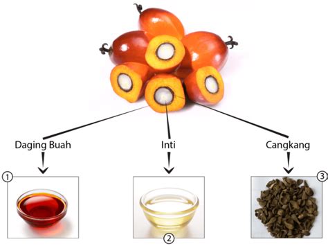 Ini Dia Proses Produksi Minyak Kelapa Sawit Agrikan