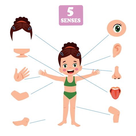 Five Senses Concept With Human Organs Vector Art At Vecteezy