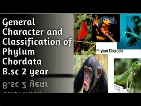 General Character And Classification Of Phylum Chordata Youtube