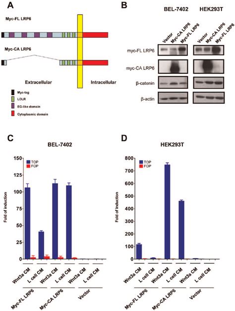 Ectopic Expression Of LRP6 Activated The Wnt B Catenin Pathway A