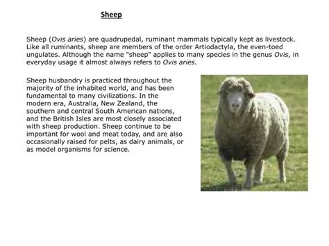 Ppt Sheep Powerpoint Presentation Free Download Id6802678