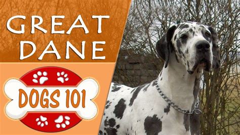 Dogs 101 Great Dane Top Dog Facts About The Great Dane Youtube