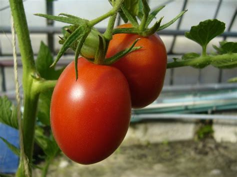 Eine Der Besten Tomatensorten F R Das Freiland