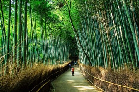 【日本】京都嵐山、竹林之道、渡月橋一日遊，景點、交通、美食全攻略