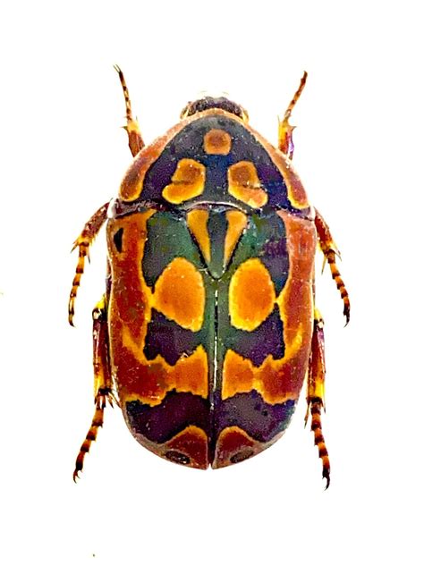 Fruit Beetle Pachnoda Aemula Real Specimen Insects Insect Specimen