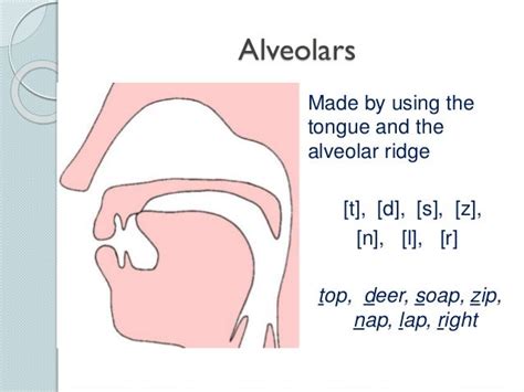 Phonetics The Sounds Of Language