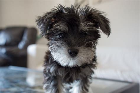 Yorkieschnauzer Mix Cute Adorable Animals Pinterest