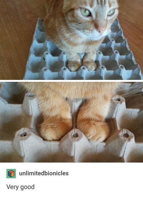 Her Paws Fit Perfectly In The Egg Carton Roddlysatisfying