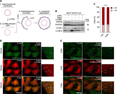 Frontiers Annexin A Mediates Lysosome Repair Independently Of Escrt Iii