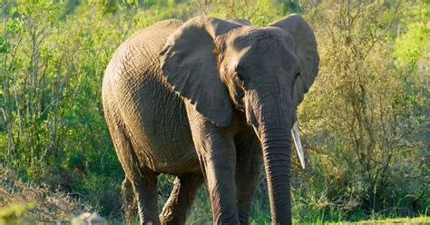 African elephant species, facts and habitat.