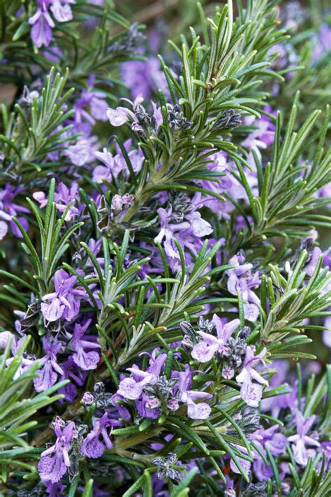 Flowering Herbs That Look Beautiful And Taste Great Rosemary Plant