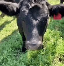 Polish Cow Polish Cow Discover Share Gifs Images