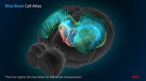 A Cell Atlas Of The Mouse Brain A Step Towards Brain Simulation