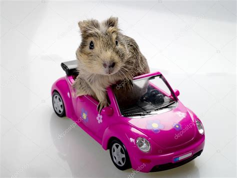 Funny Cavia on the pink car — Stock Photo © tolokonov #1053753