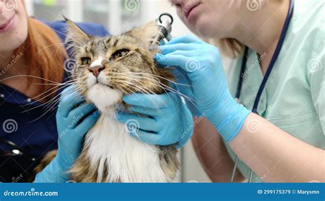 Two Professional Veterinarians Checking Ears Of Maine Coon Cat With