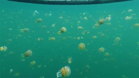 Swim with Stingless Jellyfish in Sohoton Cove – Itinerant