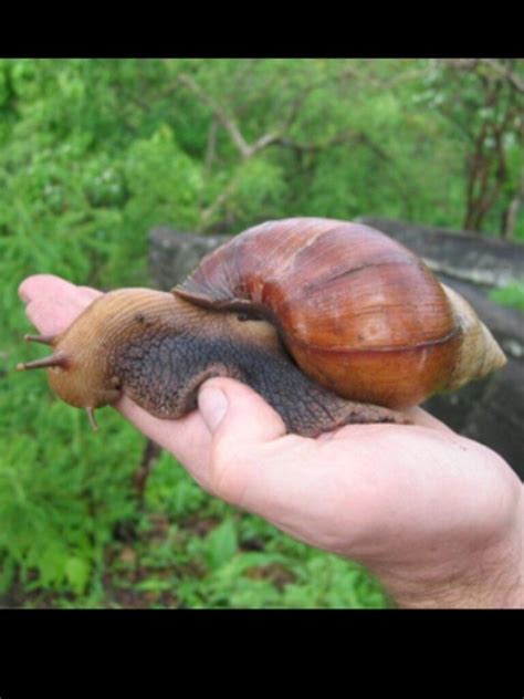 Volcano Snail Facts Volcano Erupt