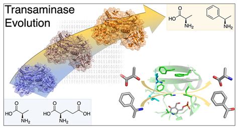 Transaminases Enzymes Design and Optimization - CD Biosynsis