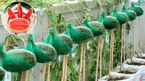 Amazing Idea How To Grow Watermelon At Home Easy For Beginners Youtube