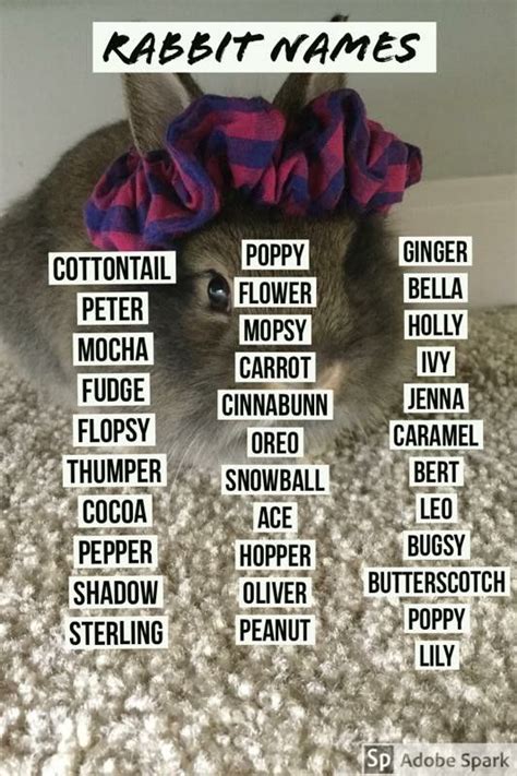 Unique Bunny Names Artofit