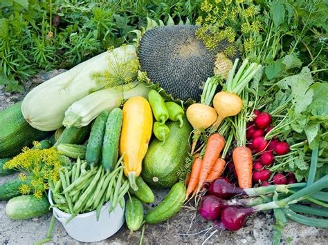 Bountiful Crops To Share Gulley Greenhouse