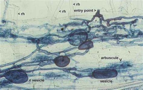 Mycorrhizae Diagram