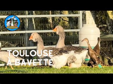 Loie De Toulouse A Bavette Gris Cendr Youtube