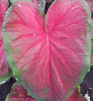 Caladiums Direct Dragon Heart, New Products, Dragon_Heart