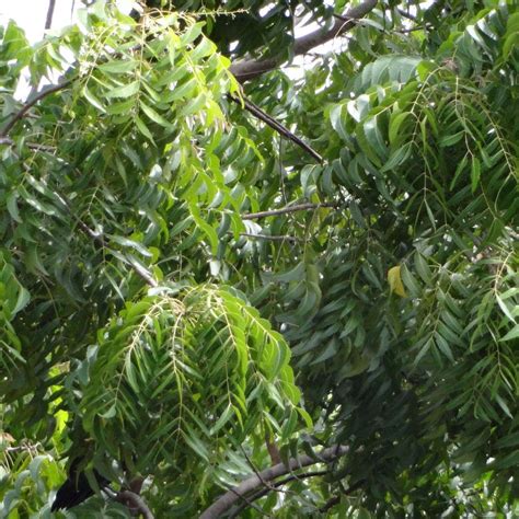 Neem Tree Seeds Azadirachta Indica Packet Of 3 Seeds Palm Etsy