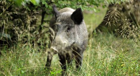 Sanglier La chasse autorisée dans un lycée de lOise Le chasseur