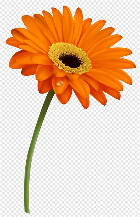 Gerbera Clipart Gerber Daisy Clip Art Stunning Free Transparent Png