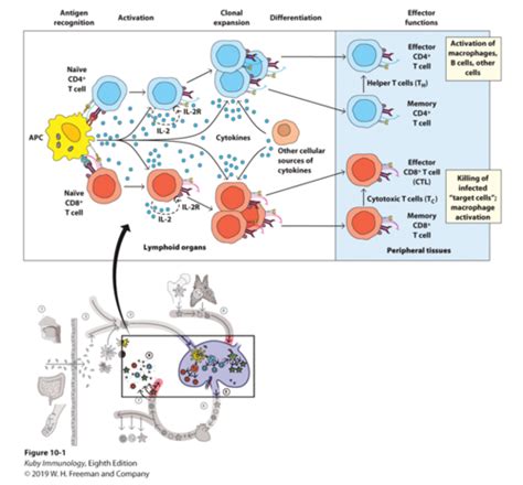 Chapter 10 T Cell Activation Helper Subset Differentiation And