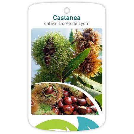 Castanea sativa Doreé de Lyon kasztan jadalny