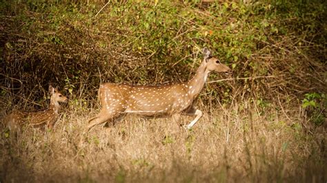 Wildlife watching in Kabini wildlife sanctuary, Karnataka - Mamta Naidu